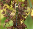 /album/my-local-birding-gallery/southern-hawker-2-ossett-aug-2011-jpg/
